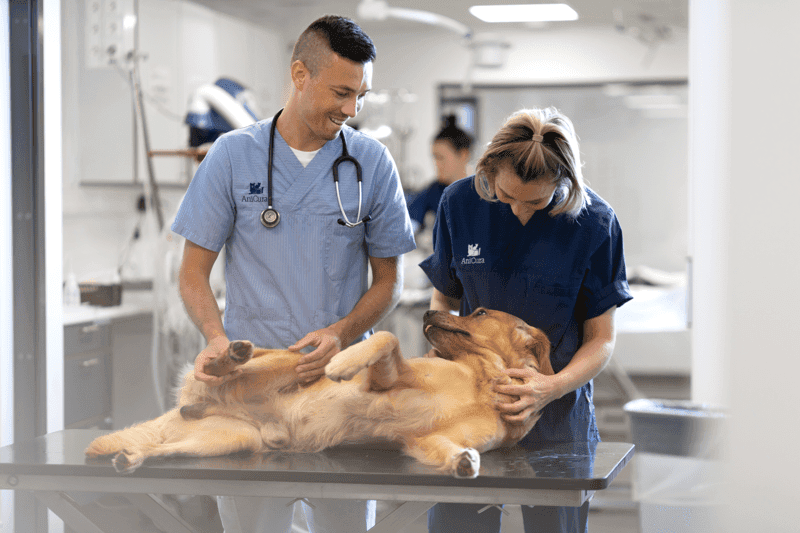 Veterinary Student Jobs